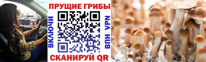 Купить  Микунь  Галлюциногенные грибы мицелий 